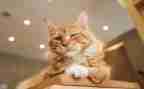 熟悉的动物猫300字作文5篇