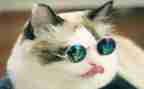猫和鼠读后感600字作文优秀5篇