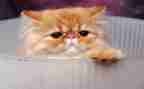 小猫作文400字推荐7篇