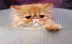 写小猫的作文300字6篇