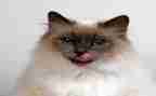 写小猫的作文优质6篇