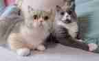 关于猫调查报告最新7篇