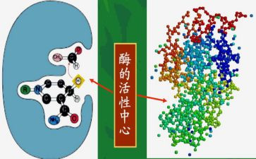 酶的教案及教学反思参考6篇