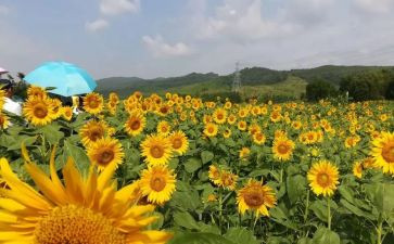 2024年最美教师事迹6篇