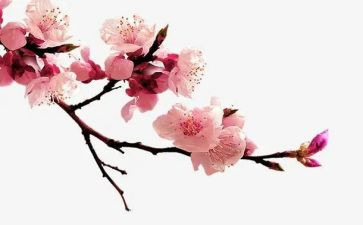 我的植物朋友作文梅花作文7篇