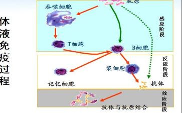 免疫检验室自我鉴定7篇