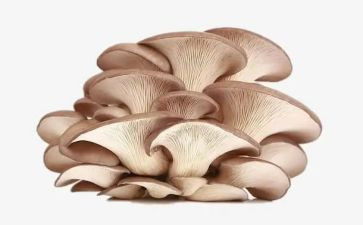 采蘑菇的我作文5篇