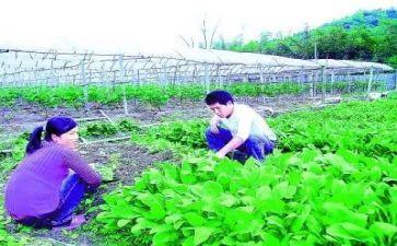 2024农技员个人总结范文8篇