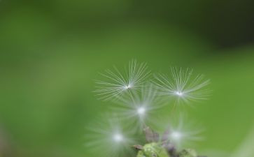 蒲公英的作文推荐6篇