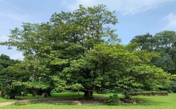 小班植树节主题活动方案8篇