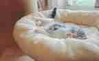 幼儿园睡眠日教案5篇