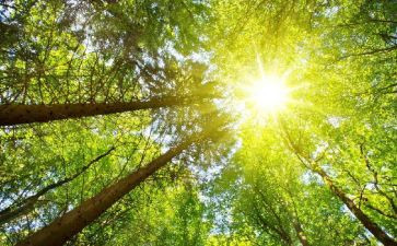 大班音乐种太阳教案6篇