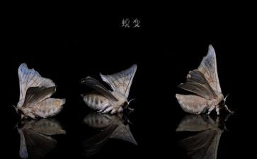 《蜕变》12心得体会7篇