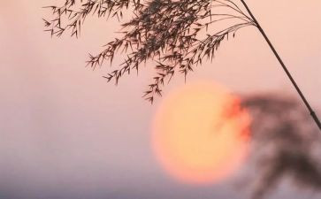 有关于骆驼祥子的读后感精选5篇