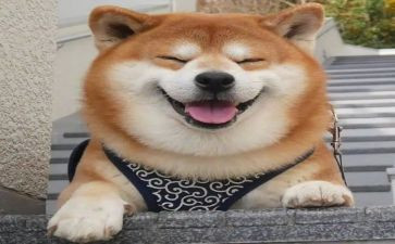主题是笑的作文500字7篇