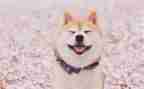 《笑》作文400字优秀作文参考8篇