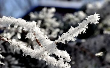 铲雪活动心得6篇