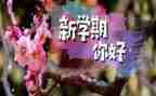 半学期的个人总结6篇