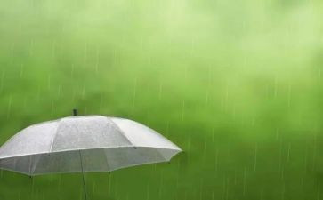 雨中的猫的读后感优质6篇