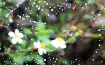 杭州的雨作文通用7篇