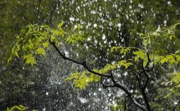 雨阅读心得体会参考5篇