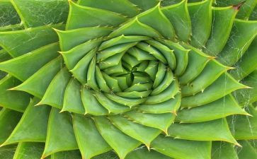 与植物有关的作文参考6篇