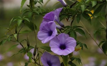 植物写我的植物的作文优秀6篇