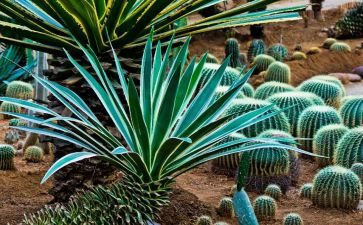 植物写我的植物的作文6篇