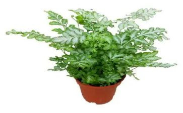 植物园参观心得体会7篇