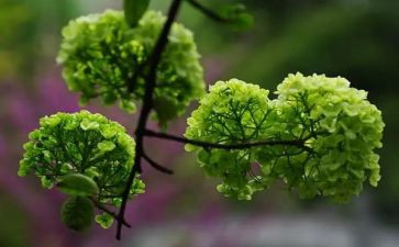与植物有关的作文7篇