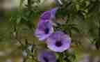 植物写我的植物的作文优秀6篇