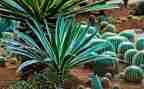 植物写我的植物的作文6篇