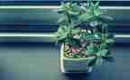 植物朋友大作文模板8篇