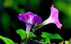 写植物作文300字参考5篇